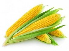 выращивание сахарной кукурузы
